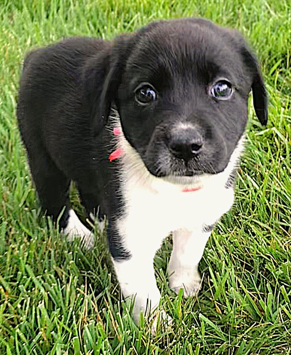 Checkers, a Adoptable mixed breed in Lake Geneva, WI image 4/4