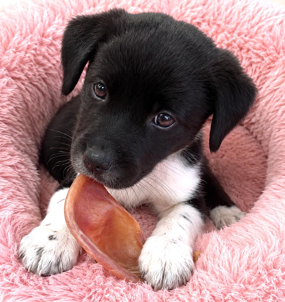 Checkers, a Adoptable mixed breed in Lake Geneva, WI image 3/4