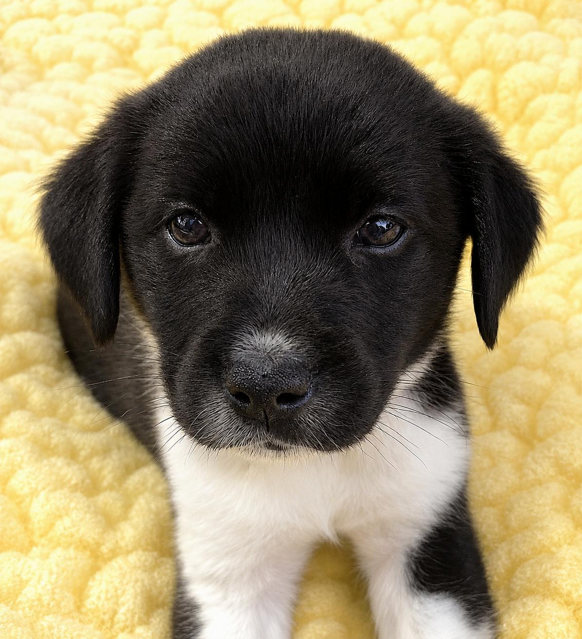 Checkers, a Adoptable mixed breed in Lake Geneva, WI image 2/4