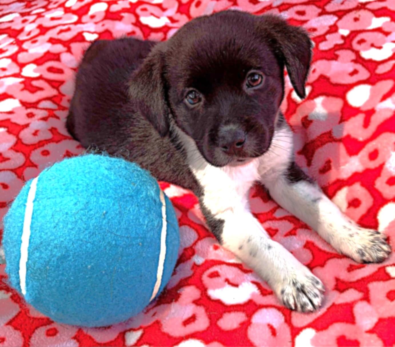 Checkers, a Adoptable mixed breed in Lake Geneva, WI image 1/4