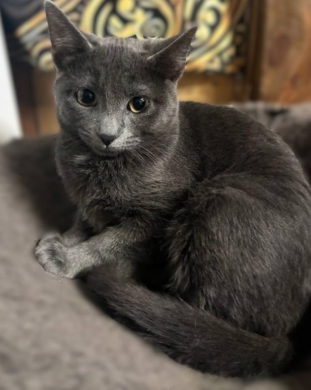 Iris, Adoptable, Kitten Female Russian Blue & Domestic Short Hair.