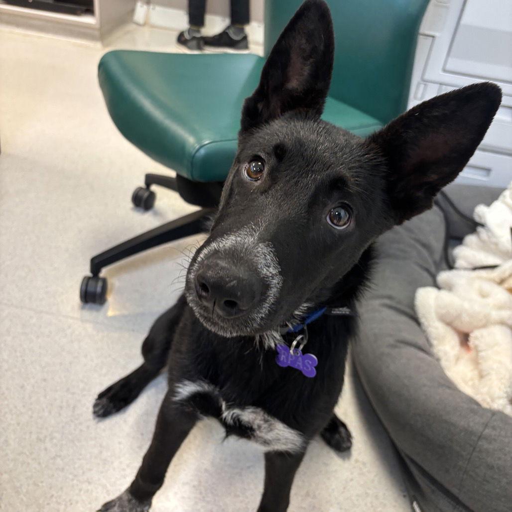 Piglet, Adopted, Puppy Female Border Collie & Shepherd.