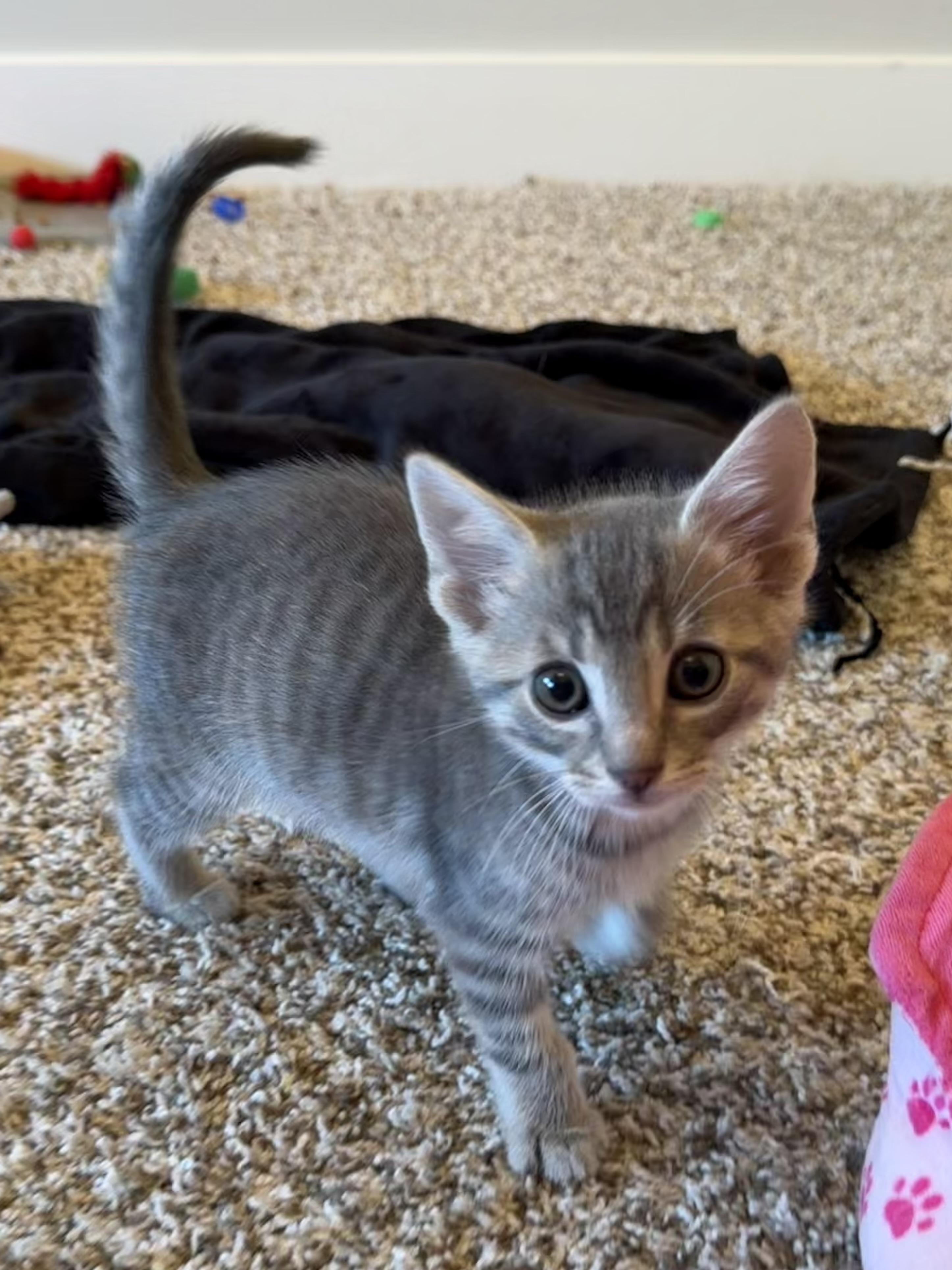 Enlarge Bluey, a Adoptable mixed breed in Sellersburg, IN image 1/2