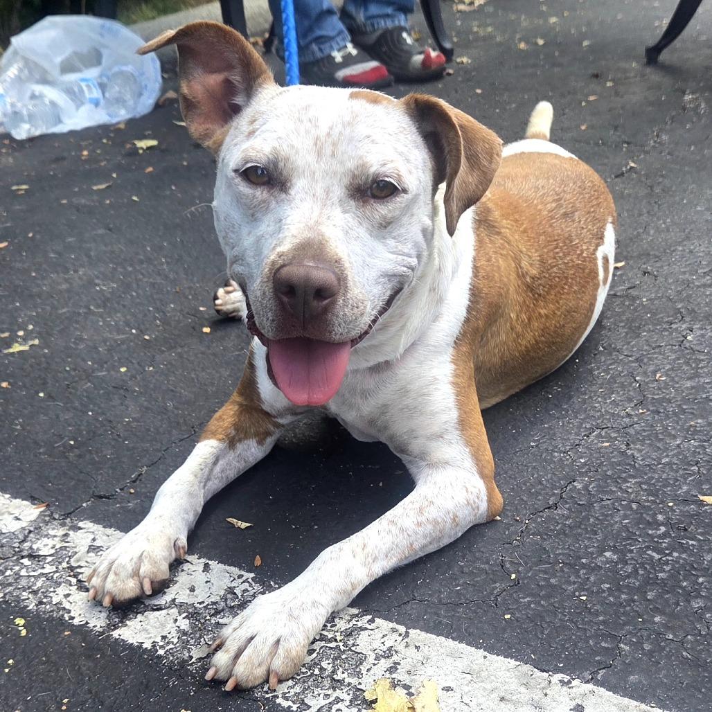 Enlarge Baby, a Adoptable Mixed Breed in Lima, OH image 1/5