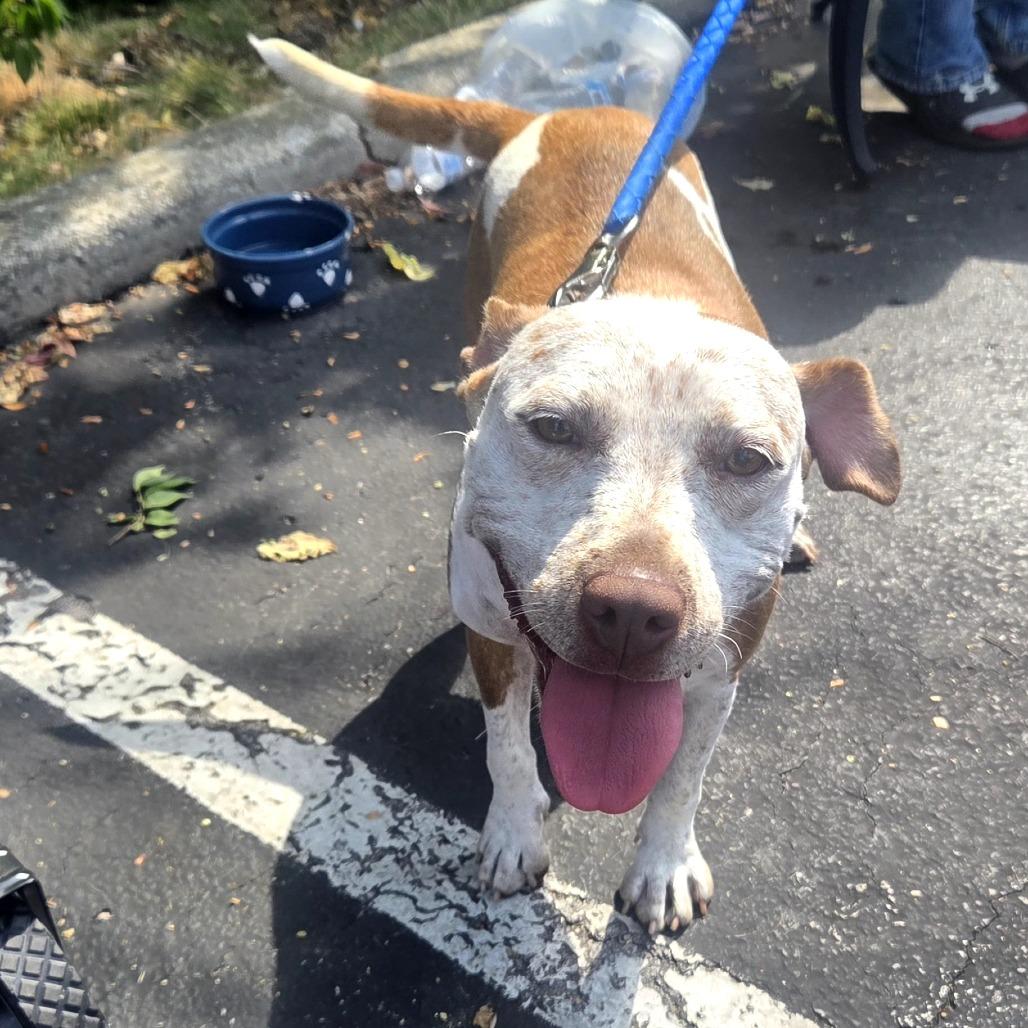 Enlarge Baby, a Adoptable Mixed Breed in Lima, OH image 2/5