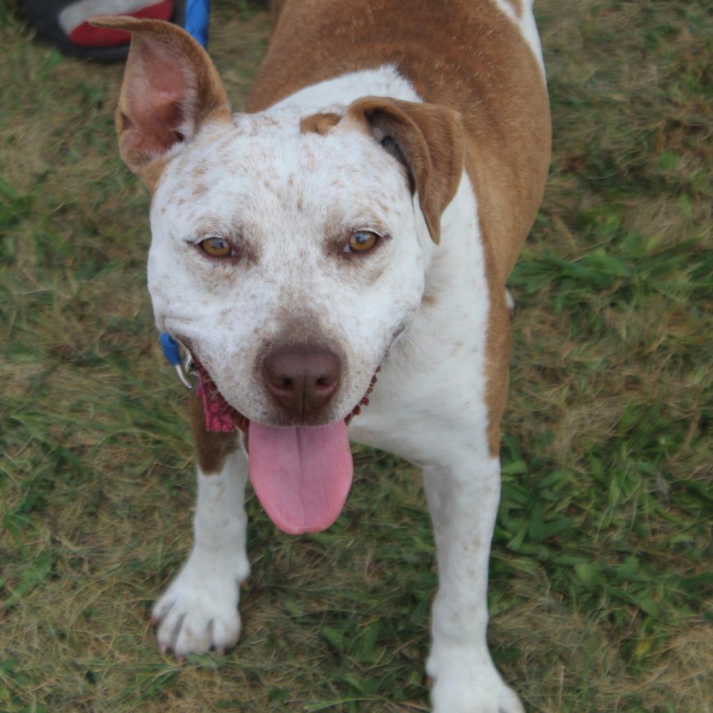 Enlarge Baby, a Adoptable Mixed Breed in Lima, OH image 4/5