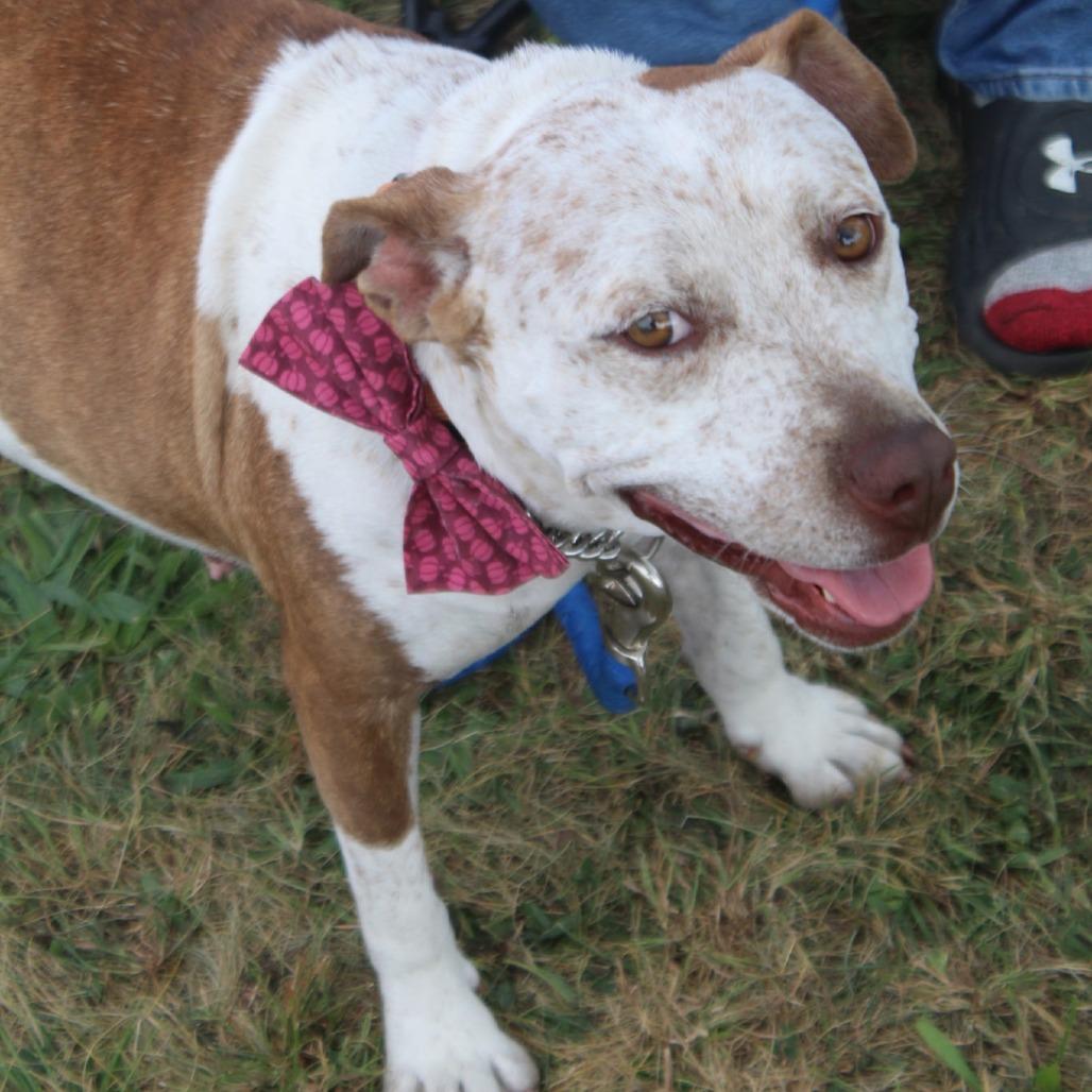 Enlarge Baby, a Adoptable Mixed Breed in Lima, OH image 5/5