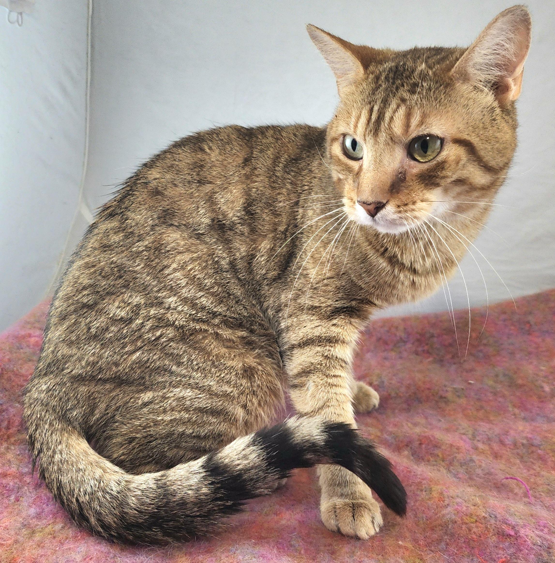 Enlarge Handsome Willlie, a Adoptable Domestic Short Hair in Guilford, CT image 4/6