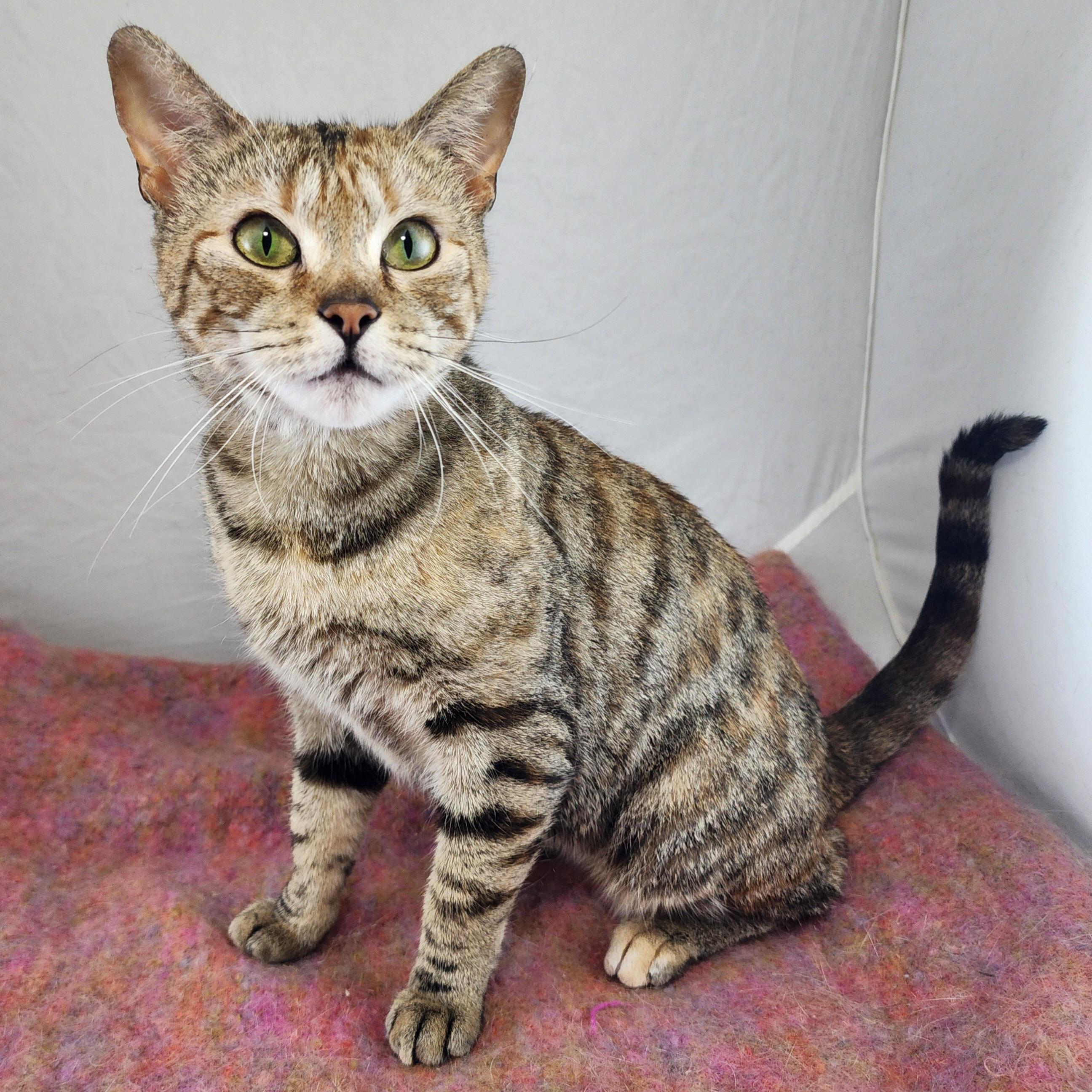 Enlarge Handsome Willlie, a Adoptable Domestic Short Hair in Guilford, CT image 1/6
