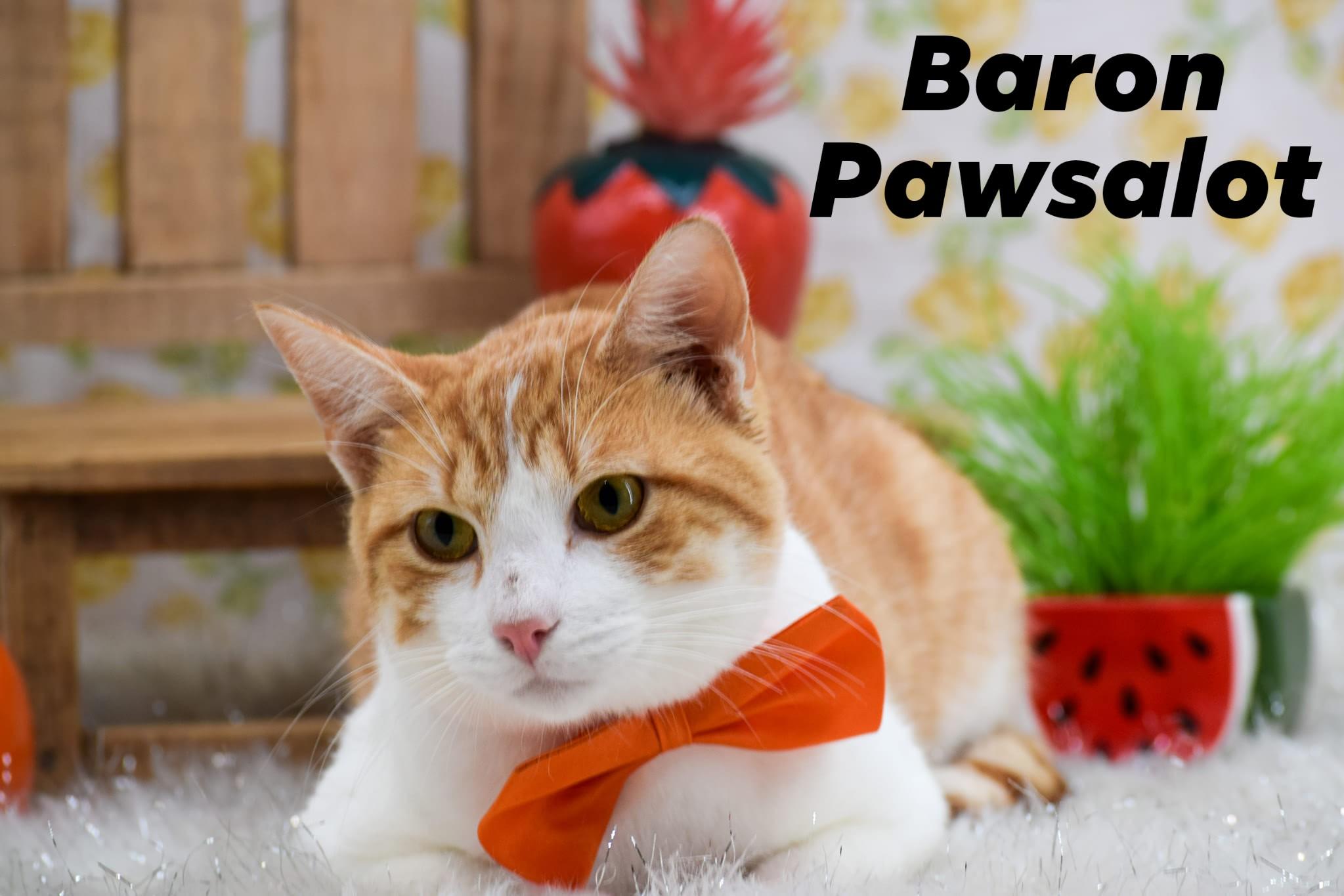 Baron Pawsalot thumbnail 2