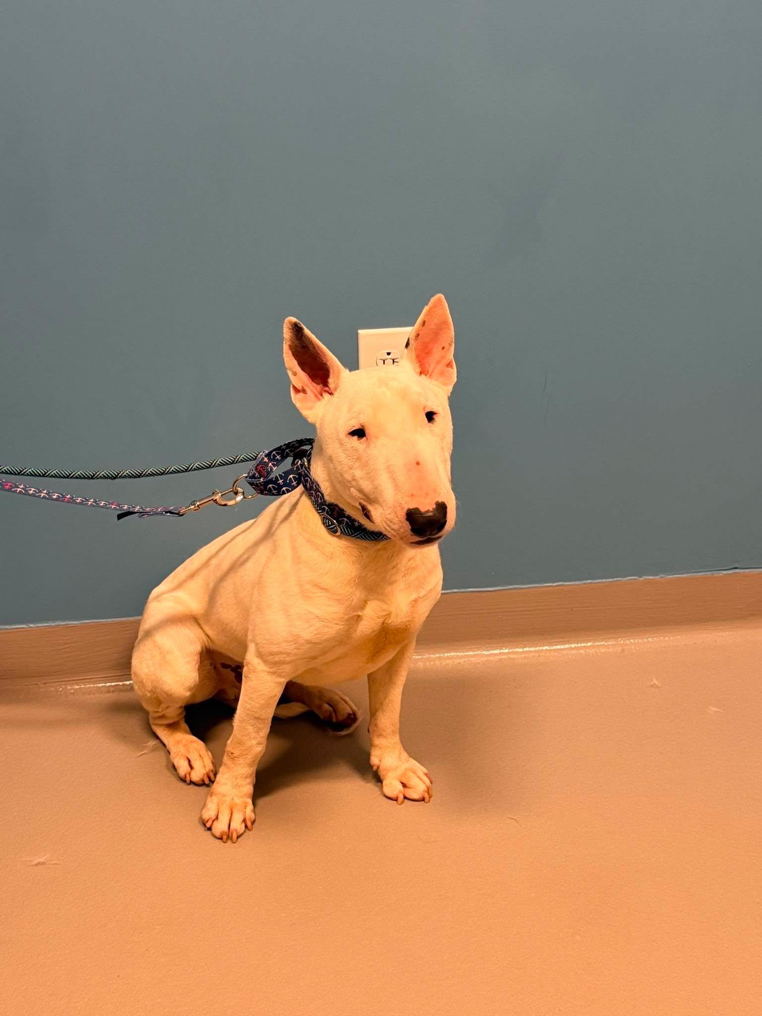 26-069 Boosie, Adoptable, Young Male Bull Terrier.