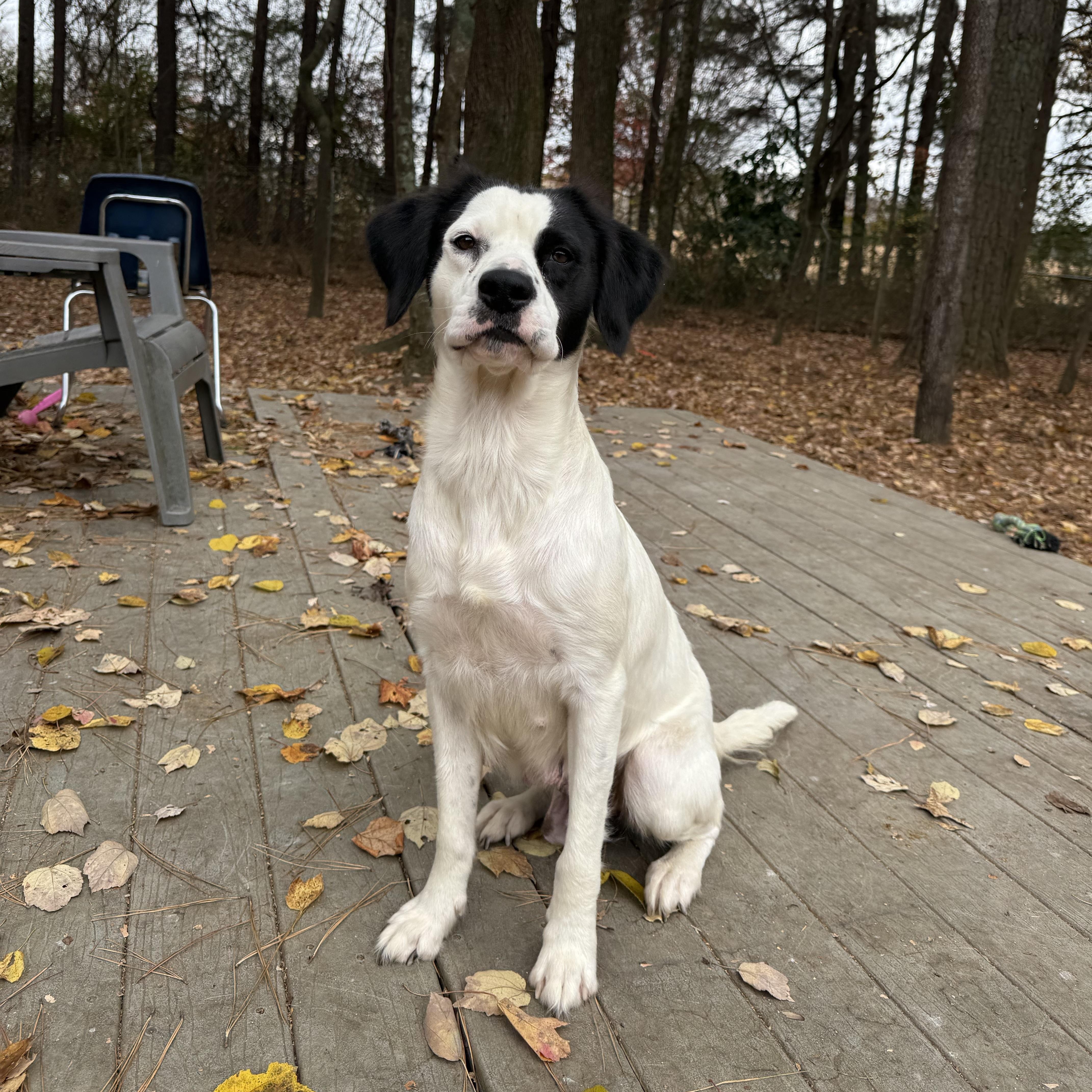 Enlarge Penelope, an adopted mixed breed in Marietta, GA image 1/4