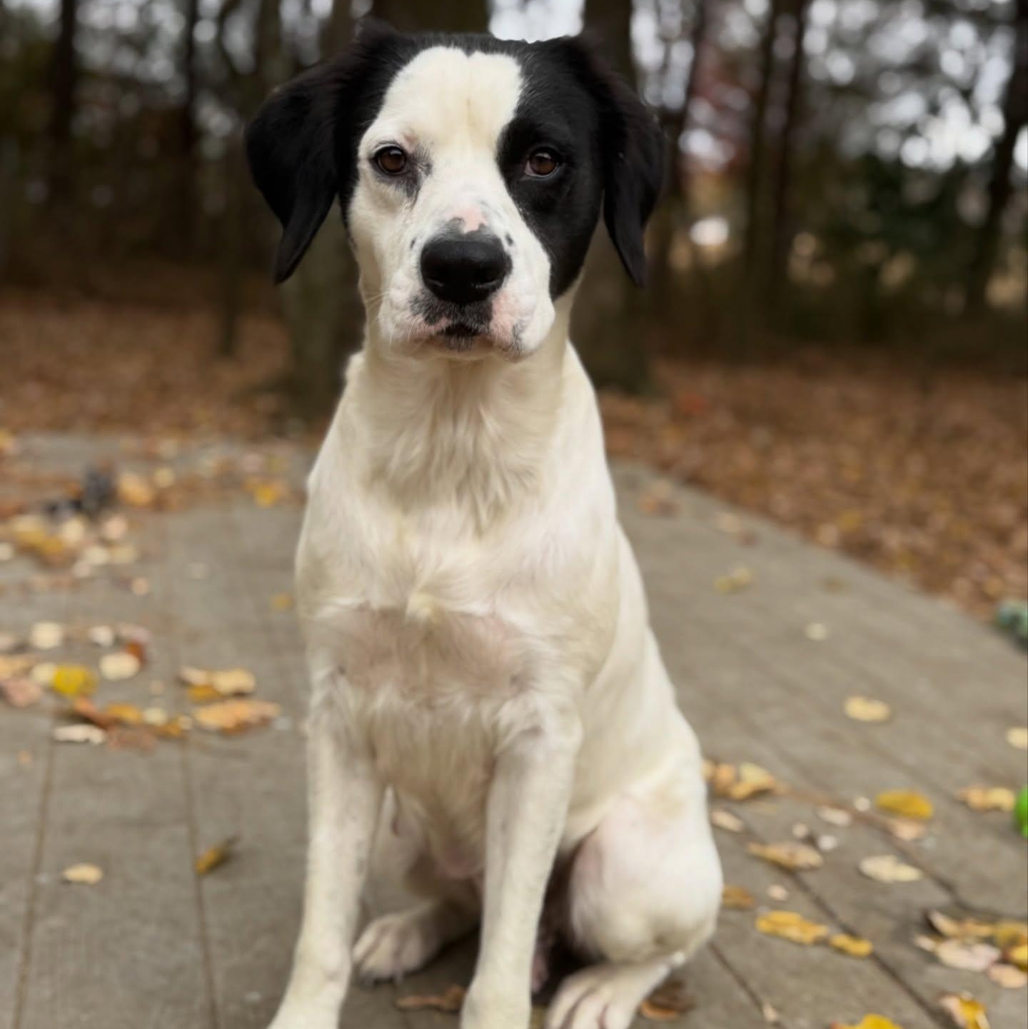Enlarge Penelope, an adopted mixed breed in Marietta, GA image 2/4