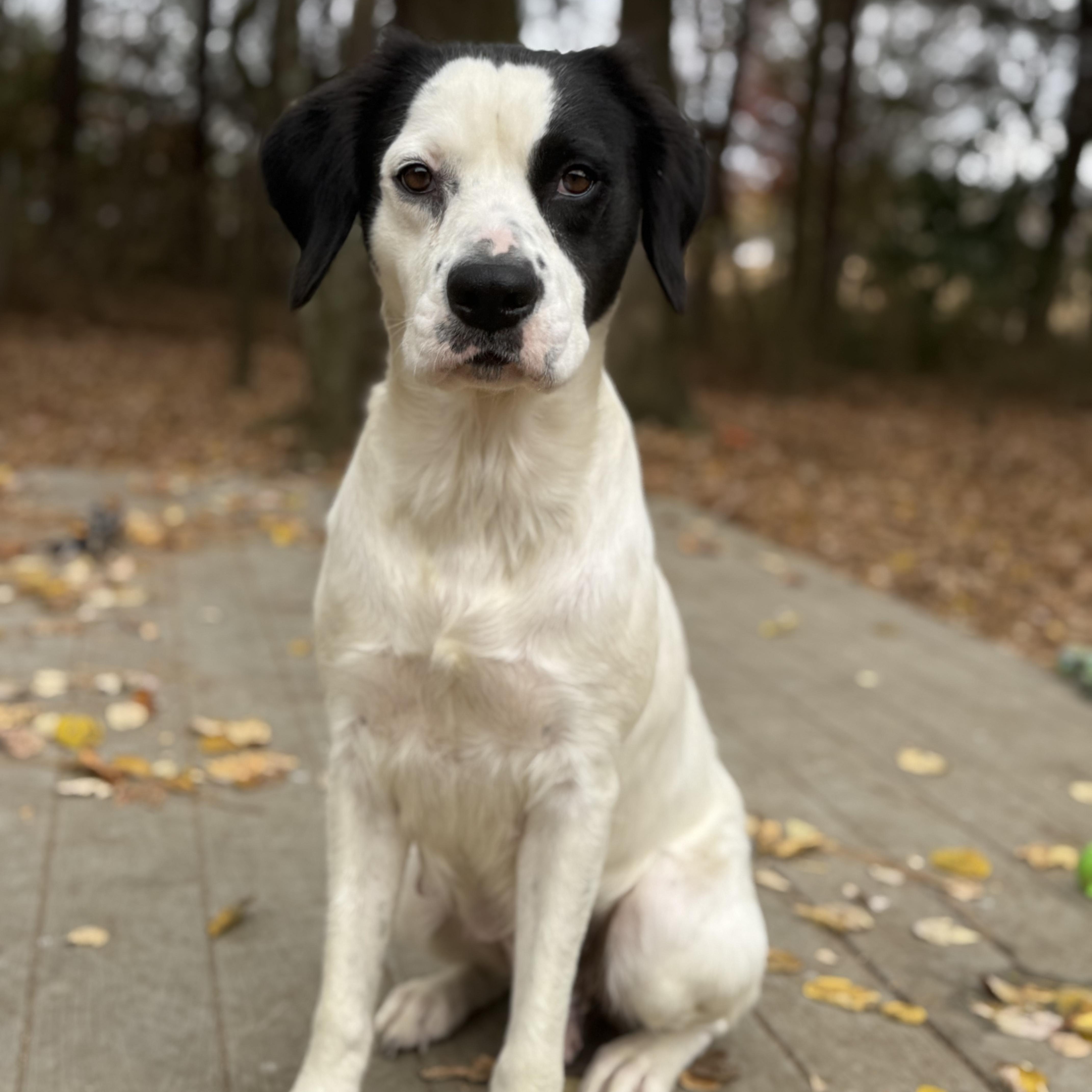 Enlarge Penelope, an adopted mixed breed in Marietta, GA image 3/4