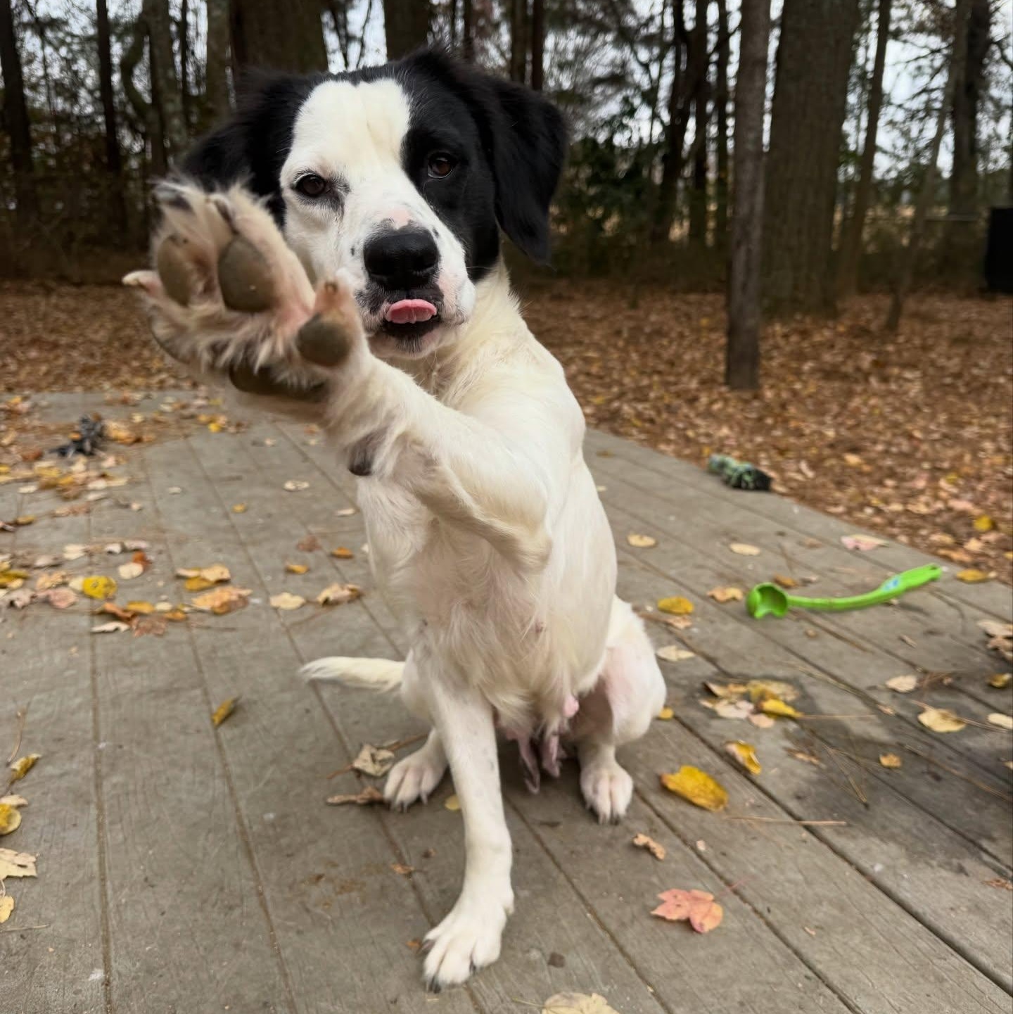 Enlarge Penelope, an adopted mixed breed in Marietta, GA image 4/4