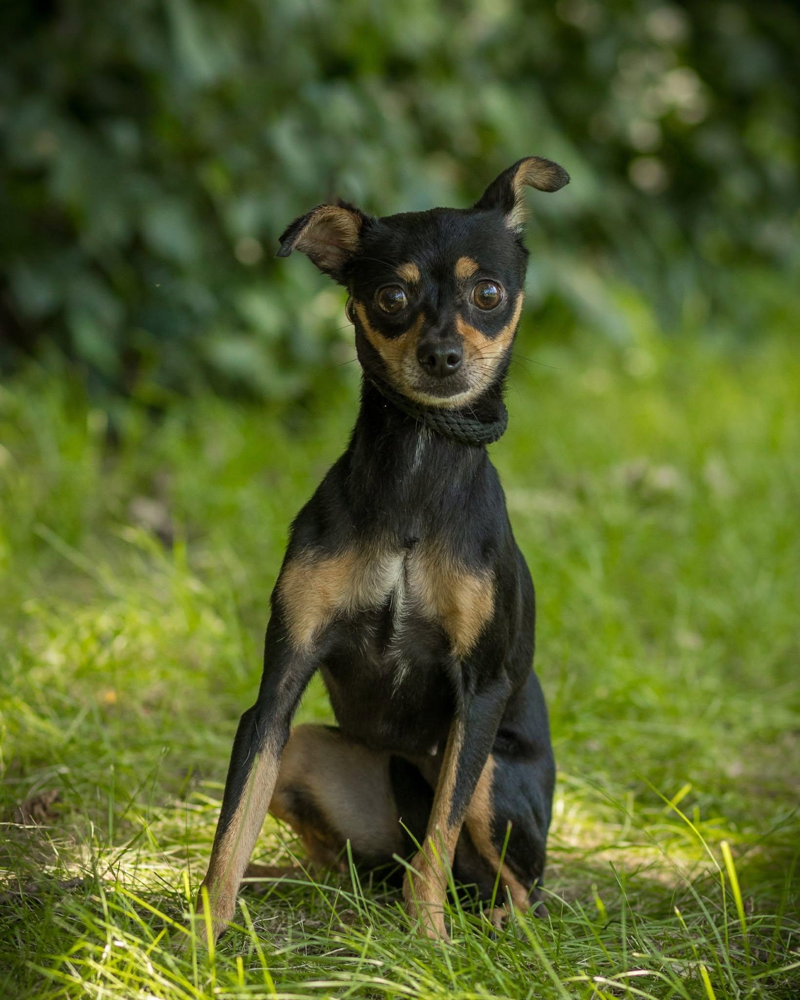 Enlarge SPRINKLE (0016), an adopted mixed breed in Bridgeport, CT image 1/1