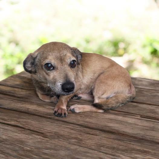 Munster, Adoptable, Senior Male Terrier.