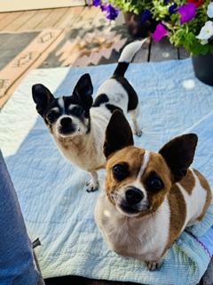 Enlarge Mellie and Princess, a ADOPTABLE mixed breed in Yakima, WA image 1/6