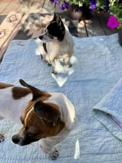 Enlarge Mellie and Princess, a ADOPTABLE mixed breed in Yakima, WA image 2/6