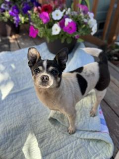 Enlarge Mellie and Princess, a ADOPTABLE mixed breed in Yakima, WA image 3/6