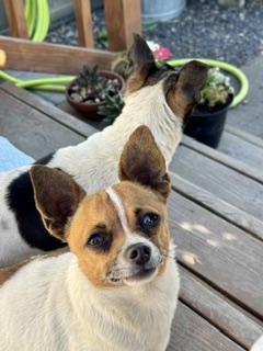 Enlarge Mellie and Princess, a ADOPTABLE mixed breed in Yakima, WA image 6/6