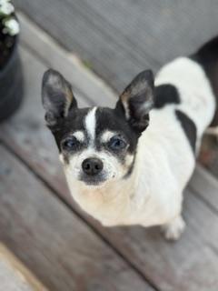 Enlarge Mellie and Princess, a ADOPTABLE mixed breed in Yakima, WA image 4/6