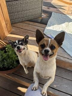 Enlarge Mellie and Princess, a ADOPTABLE mixed breed in Yakima, WA image 5/6
