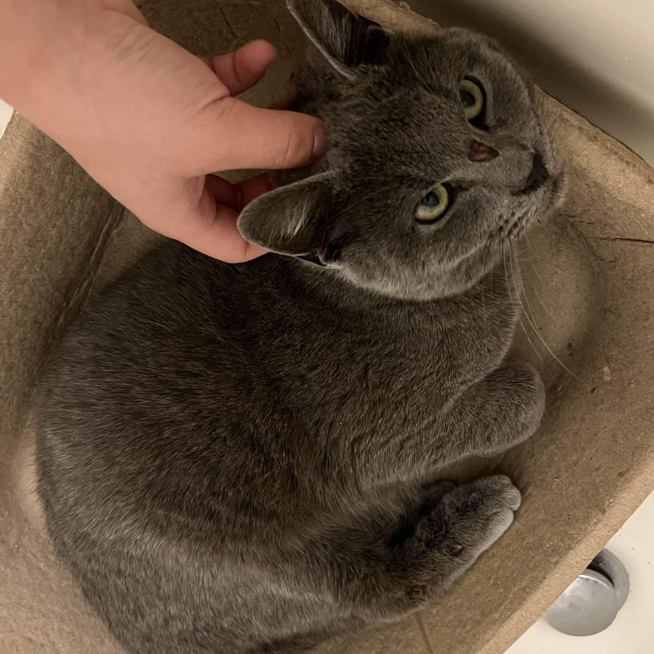 Silver Bells, a ADOPTABLE American Shorthair in Cleveland Heights, OH image 2/3