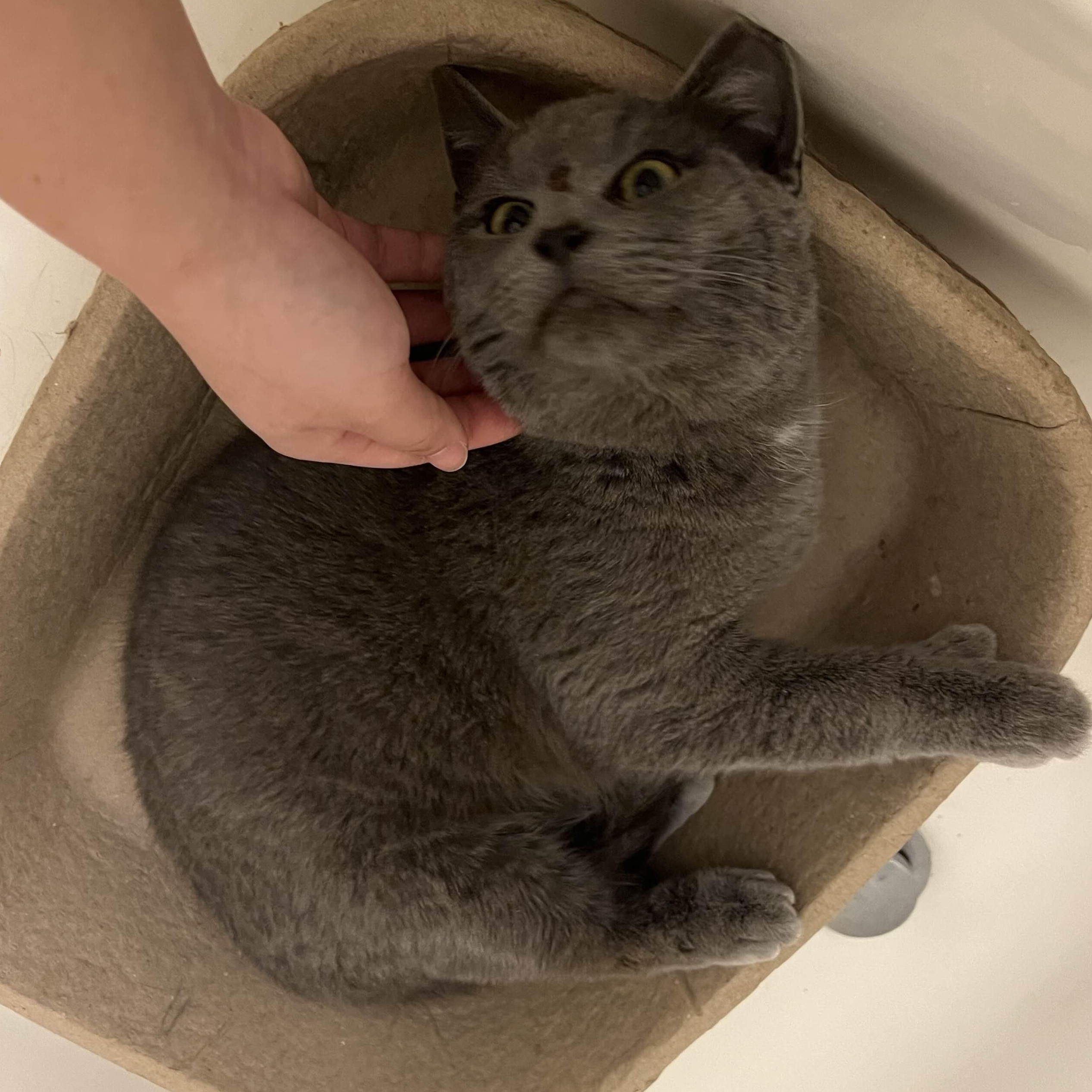 Silver Bells, ADOPTABLE, Young Male American Shorthair.