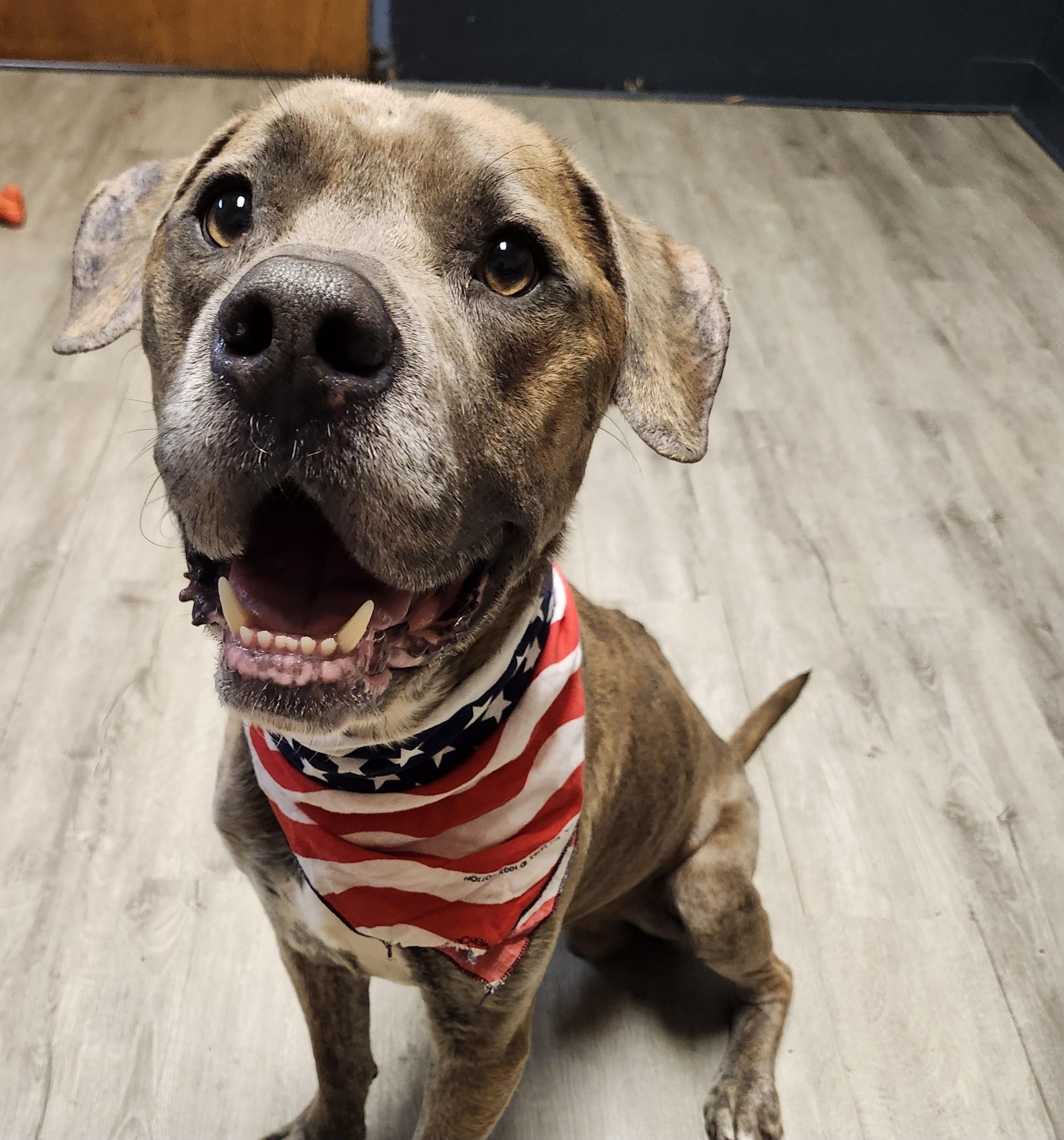 Enlarge Finley, a Adoptable mixed breed in Mansfield, OH image 3/4