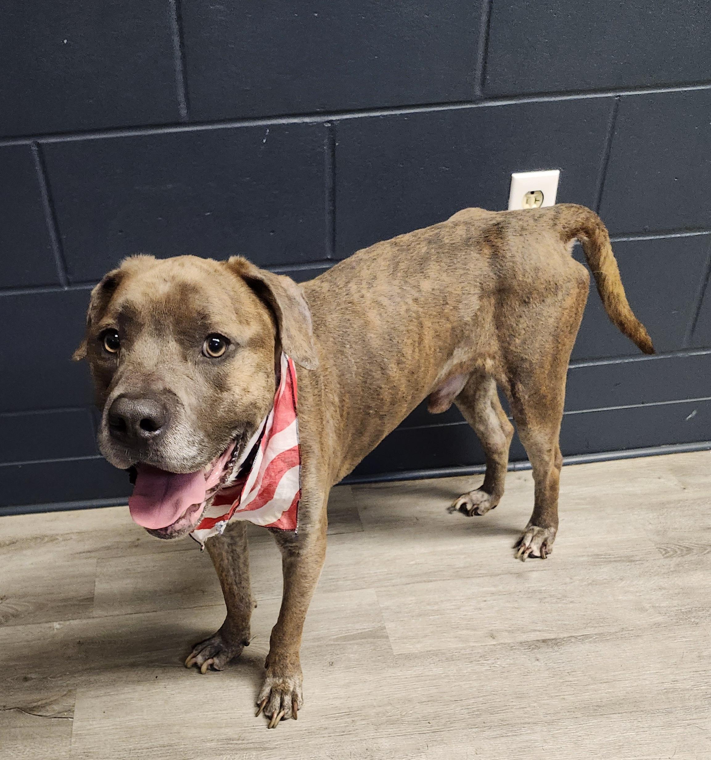 Enlarge Finley, a Adoptable mixed breed in Mansfield, OH image 2/4