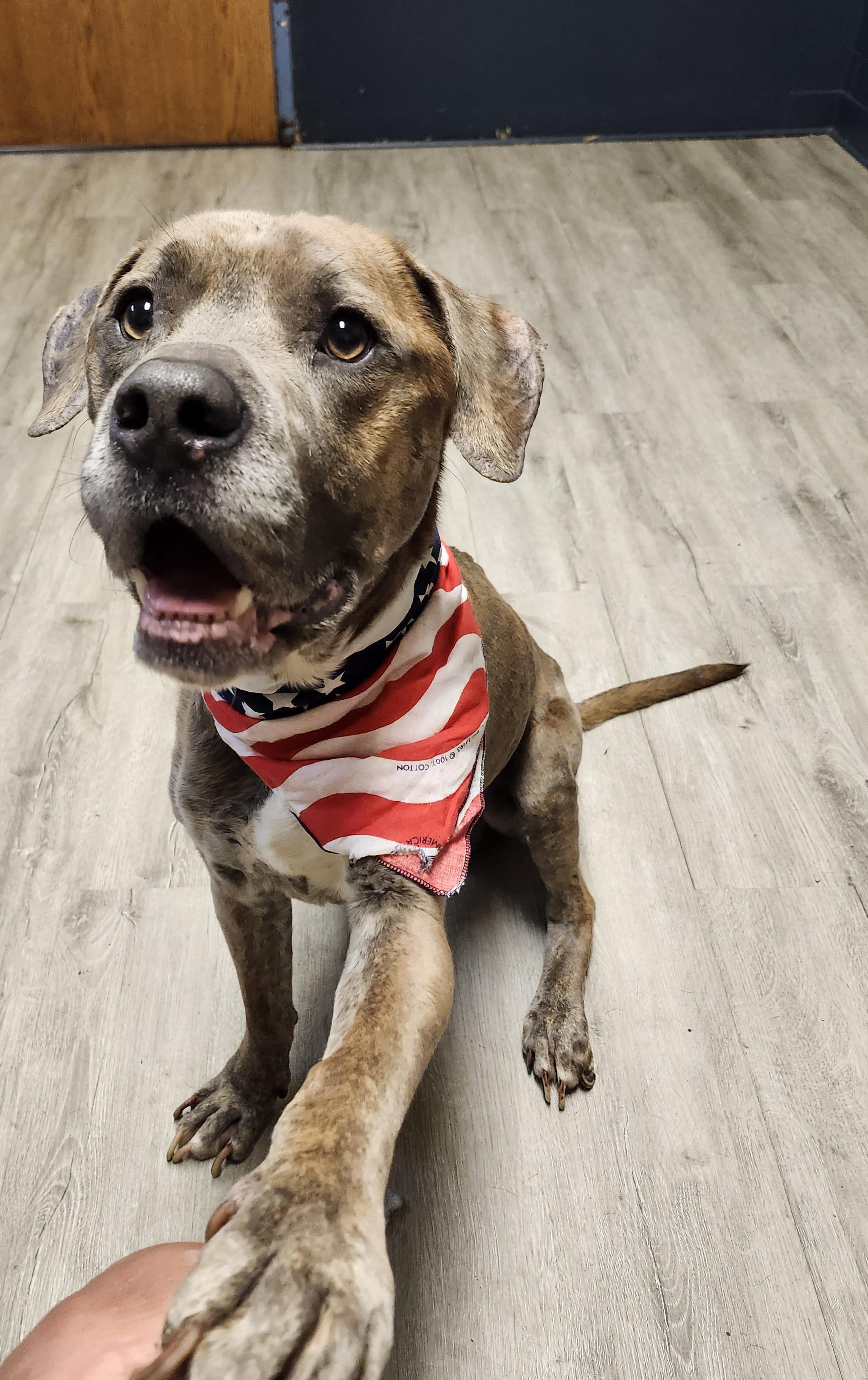 Enlarge Finley, a Adoptable mixed breed in Mansfield, OH image 1/4
