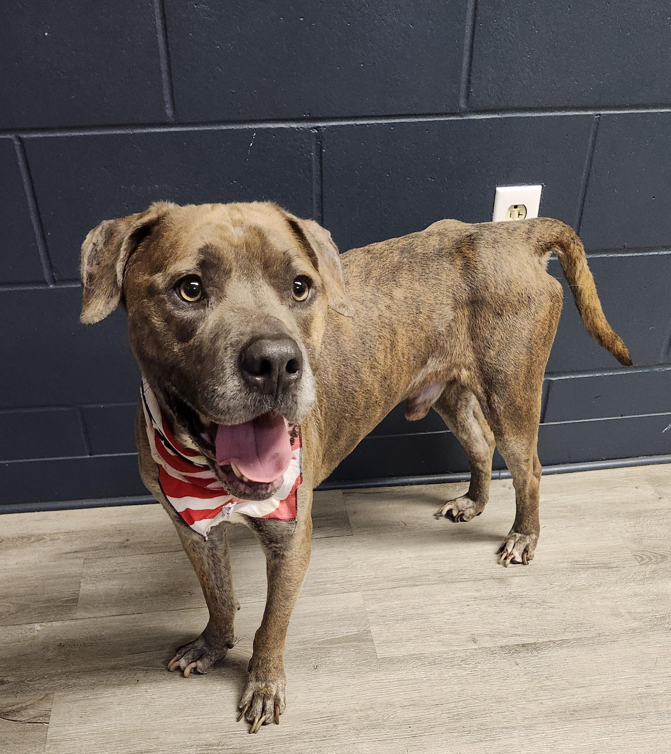 Enlarge Finley, a Adoptable mixed breed in Mansfield, OH image 4/4