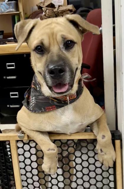 Speedbump, a Adoptable mixed breed image 1/2