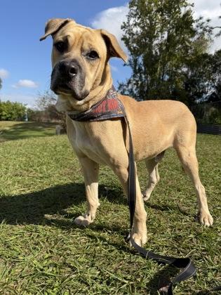 Speedbump, a Adoptable mixed breed image 2/2