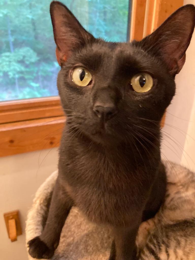 Enlarge Tootsie, a Adoptable mixed breed in Fort Oglethorpe, GA image 2/3