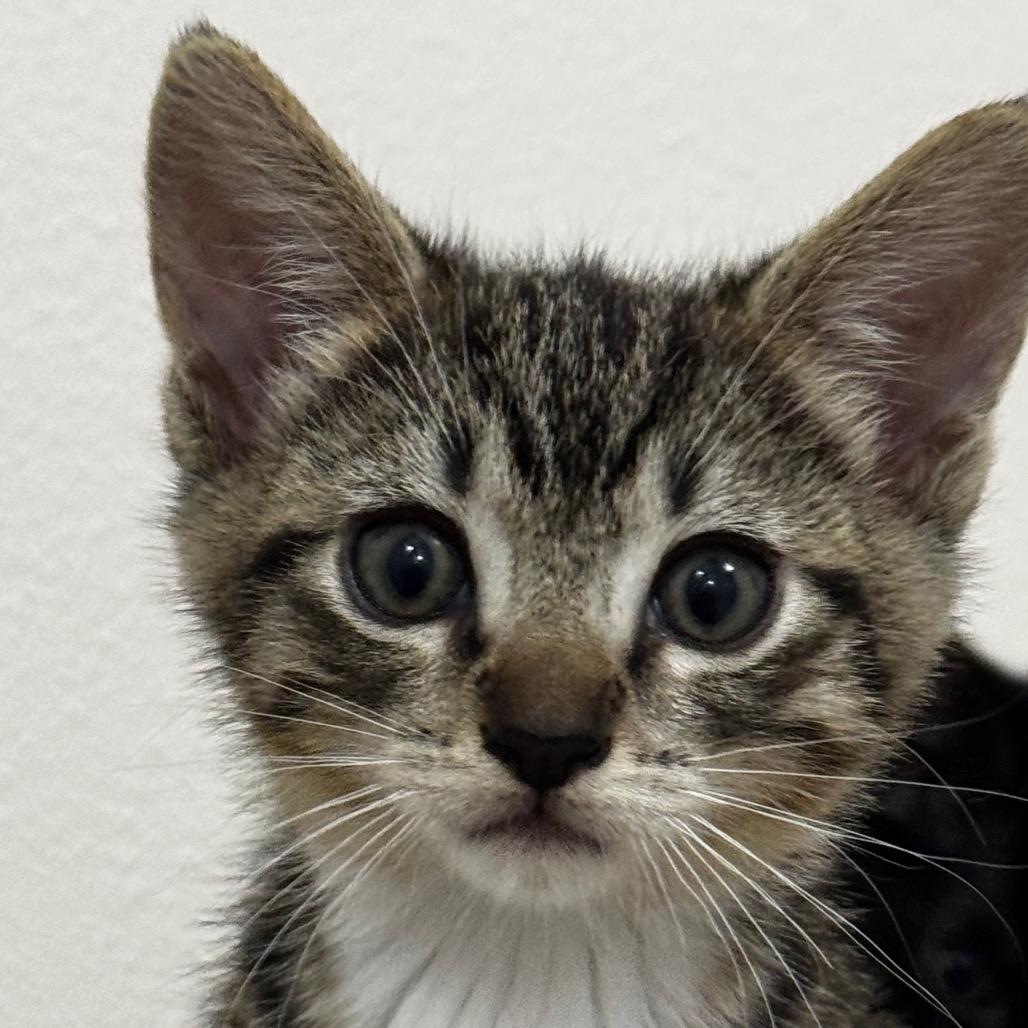 Bubbles, Adoptable, Kitten Female Domestic Short Hair.