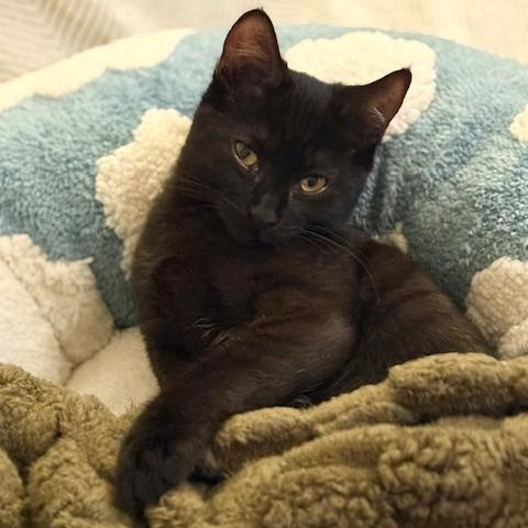 Enlarge Emmylou, a Adoptable Domestic Short Hair in Oceanside, CA image 1/5