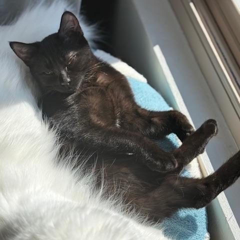 Enlarge Emmylou, a Adoptable Domestic Short Hair in Oceanside, CA image 3/5