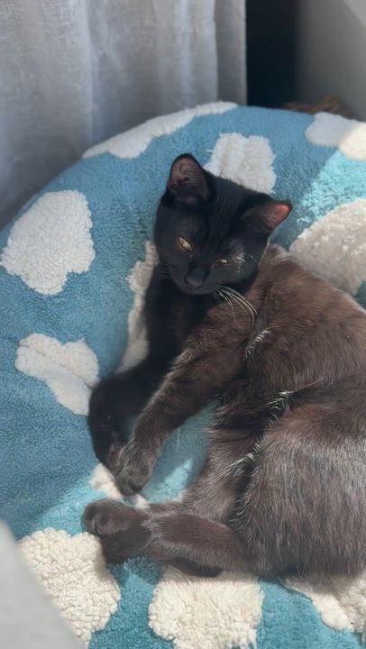 Enlarge Emmylou, a Adoptable Domestic Short Hair in Oceanside, CA video 5/5