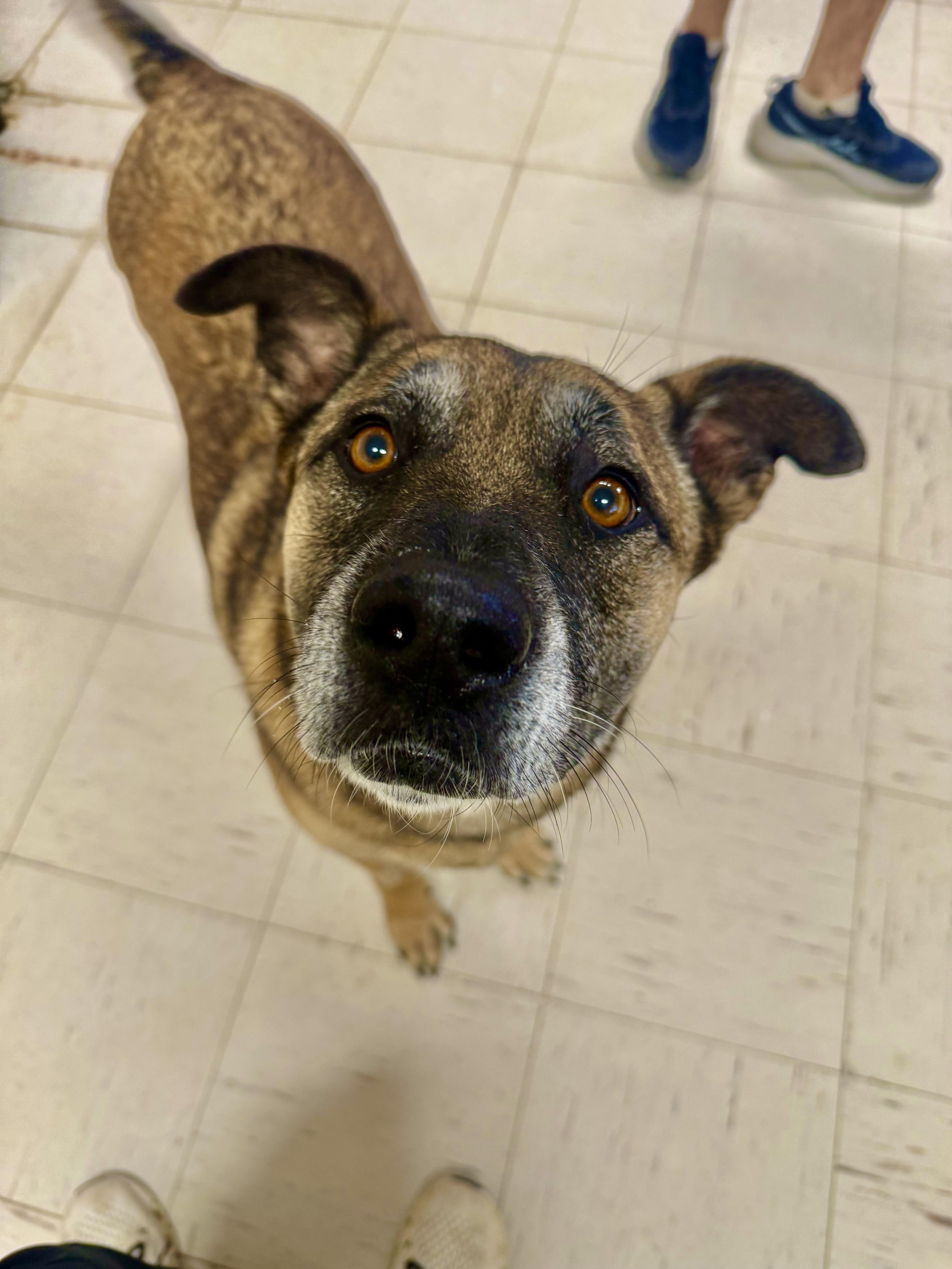 WILMA, a ADOPTABLE Shepherd in Joshua Tree, CA image 4/5