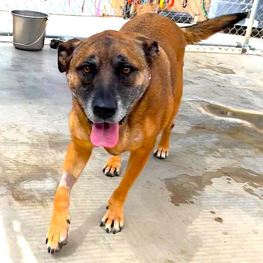 WILMA, ADOPTABLE, Adult Female Shepherd.