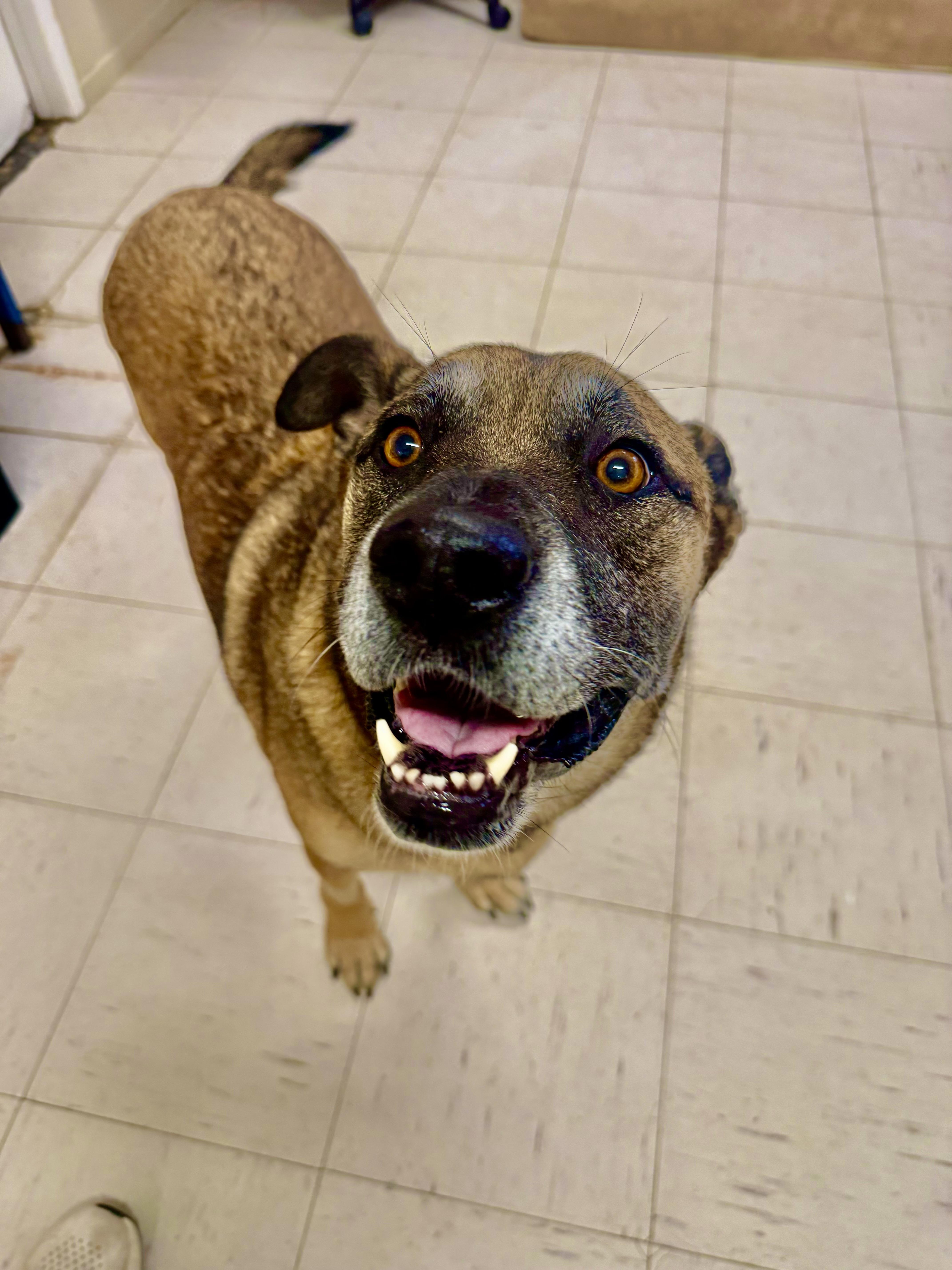 WILMA, a ADOPTABLE Shepherd in Joshua Tree, CA image 3/5