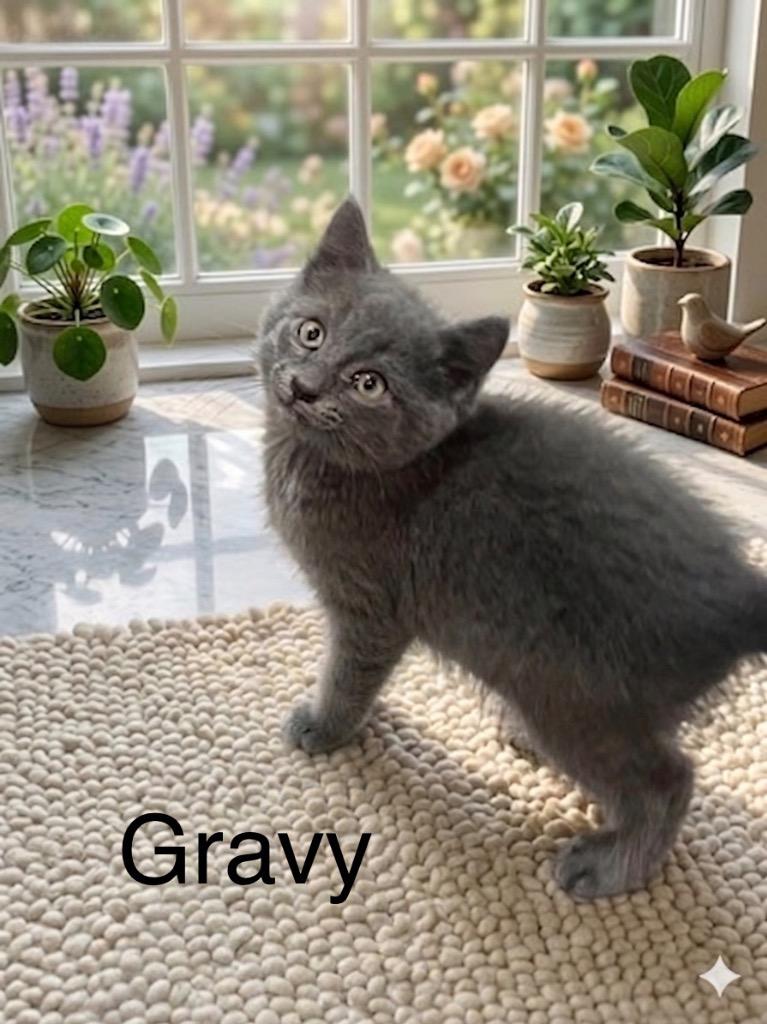 Gravy, a Adoptable mixed breed in Johnson City, TN image 1/5