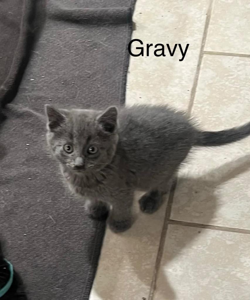 Gravy, a Adoptable mixed breed in Johnson City, TN image 2/5