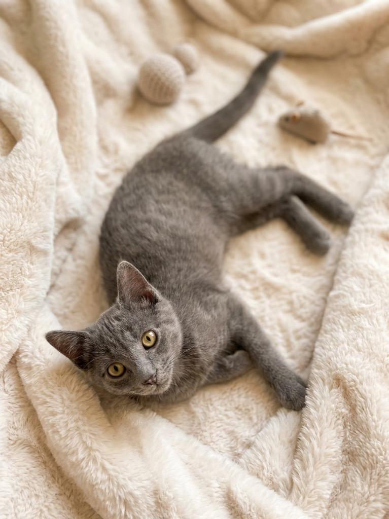 Gravy, a Adoptable mixed breed in Johnson City, TN image 3/6