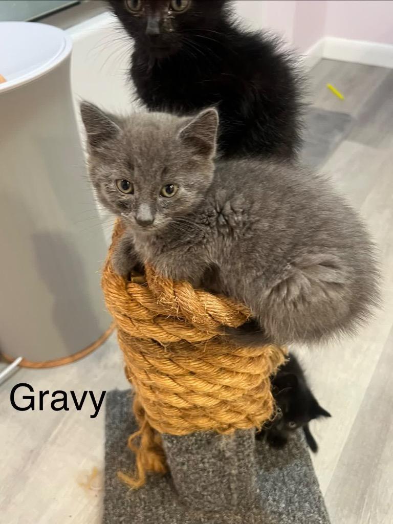 Gravy, a Adoptable mixed breed in Johnson City, TN image 5/5