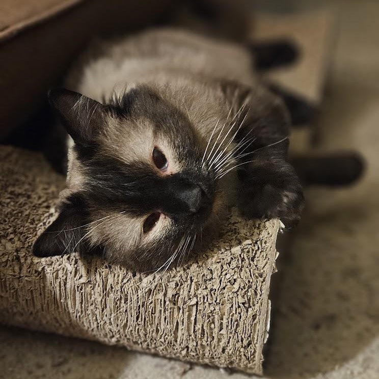 Hana, an adoptable Siamese, Ragdoll in Santa Ana, CA, 92705 | Photo Image 3