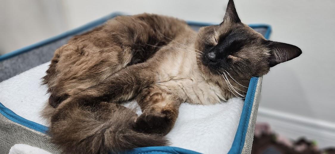 Hana, an adoptable Siamese, Ragdoll in Santa Ana, CA, 92705 | Photo Image 4