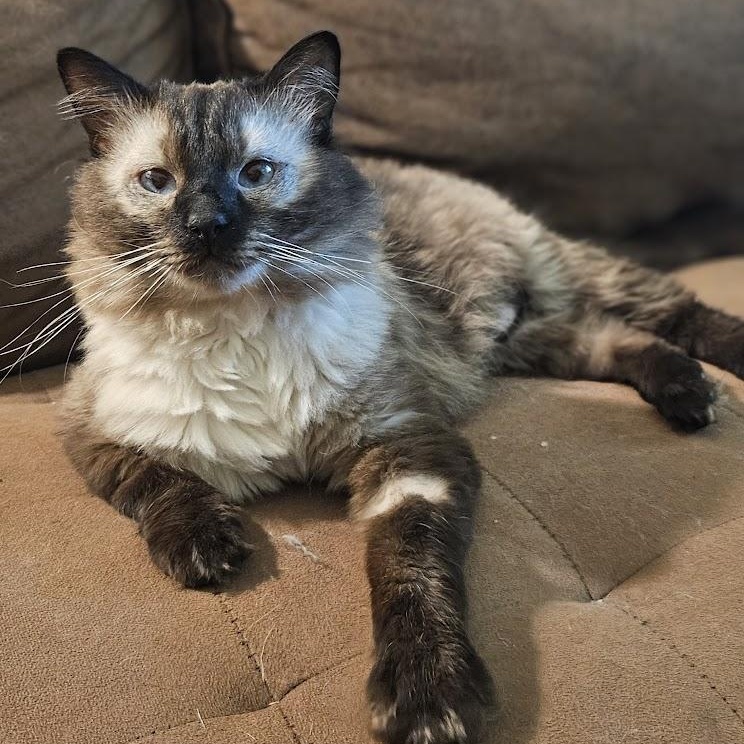 Hana, an adoptable Siamese, Ragdoll in Santa Ana, CA, 92705 | Photo Image 5